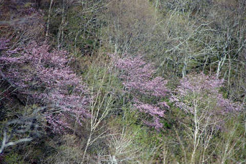 滝の上風景林の桜