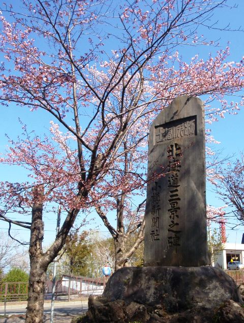 北見神社のエゾヤマザクラ