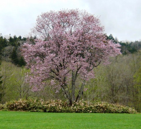 コブシと桜