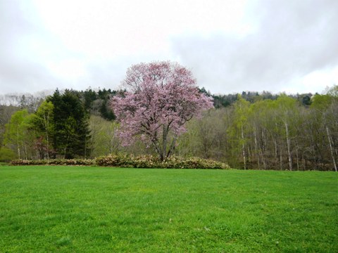 牧草地と桜