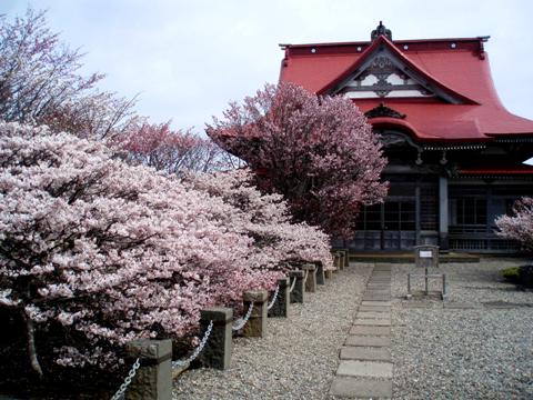 清流寺のチシマザクラ