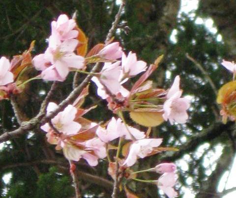 中標津町のエゾヤマザクラ