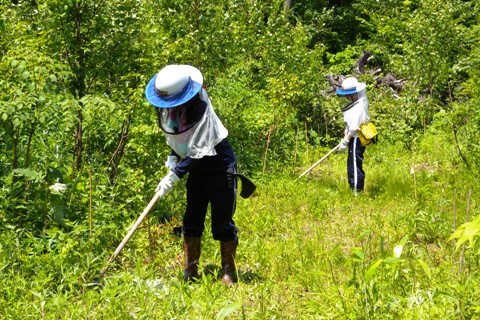 野幌の森下草刈り