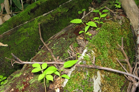 苔生した倒木の上にきれいに並んで葉を広げている稚樹