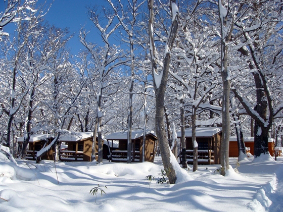 国設知床野営場のケビンや木々は綿雪をまとっています