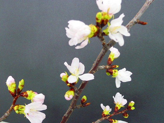 桜の花