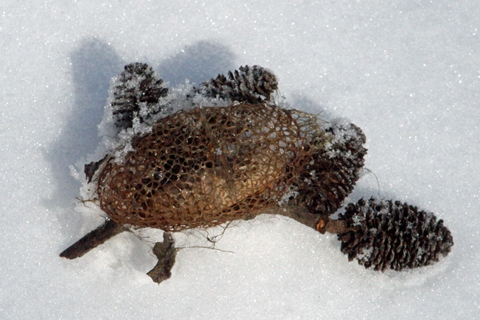 クスサンの繭