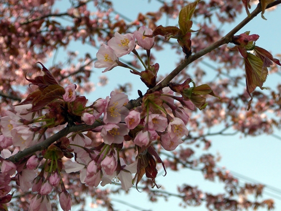 札幌の桜