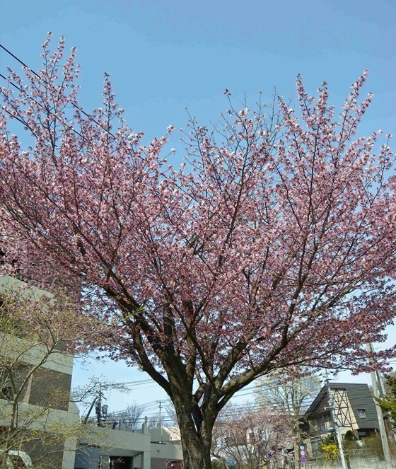 札幌の桜