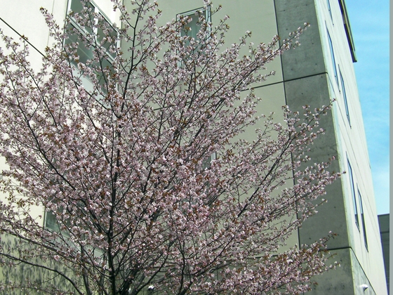 北海道森林管理局の桜