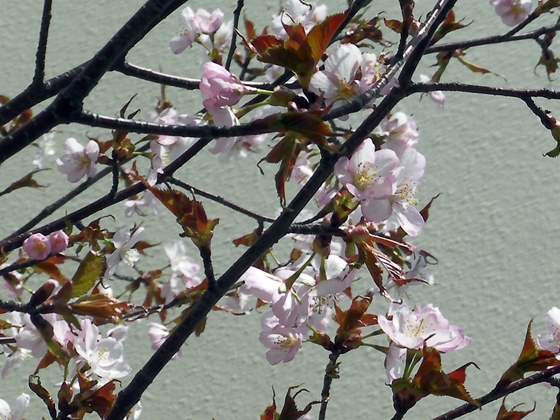 北海道森林管理局の桜