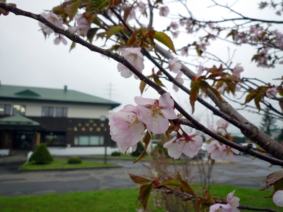 上川北部森林管理署にあるチシマザクラ