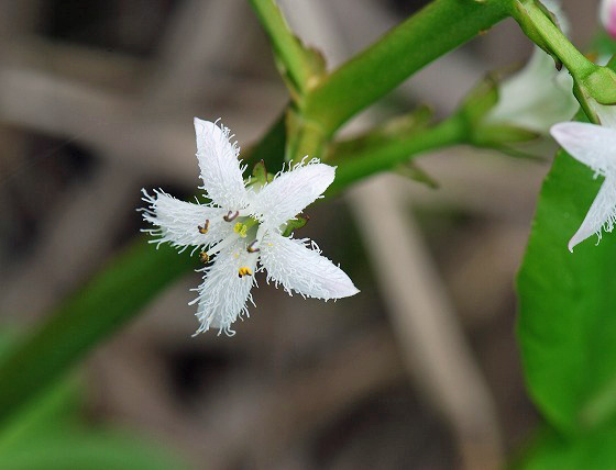 ミツガシワの花