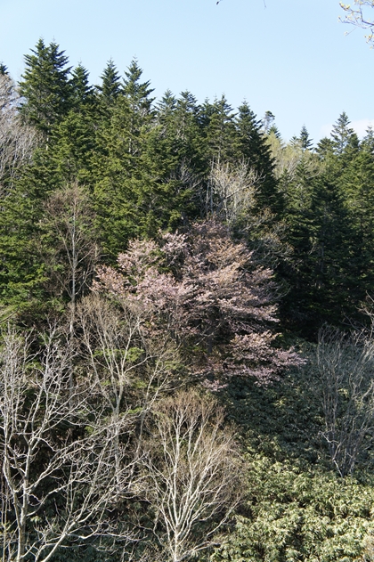 天塩川流域のサクラ