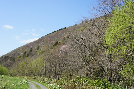 天塩川流域のサクラ