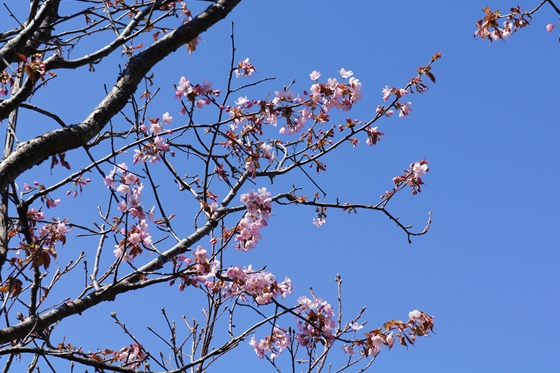 天塩川流域のサクラ