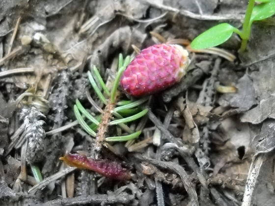 アカエゾマツの雌花