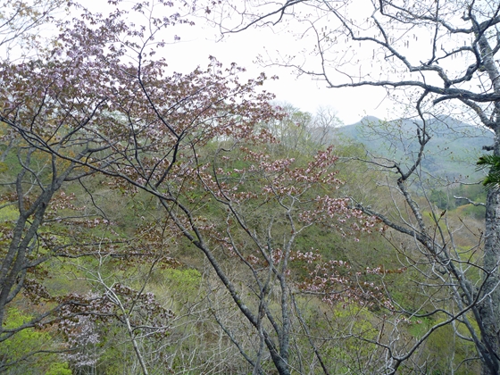 羅臼岳の桜は木がくれの滝の近くにあるエゾヤマザクラ