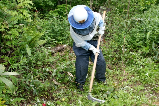 大鎌で草刈り