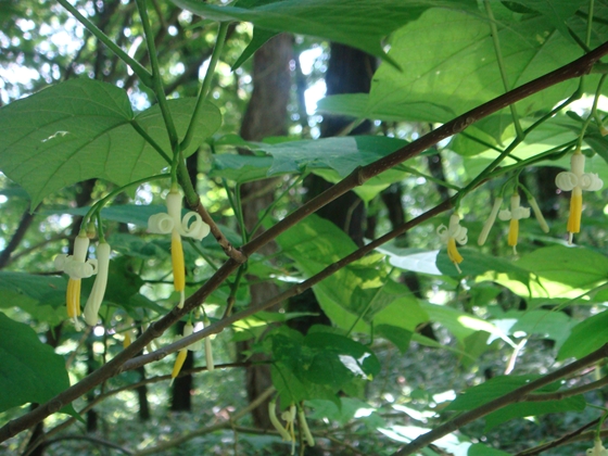 ウリノキの花