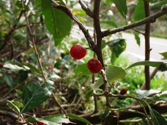 北海道森林管理局 森の植物 11年