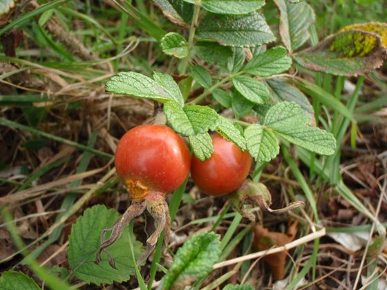 北海道森林管理局 森の植物 11年