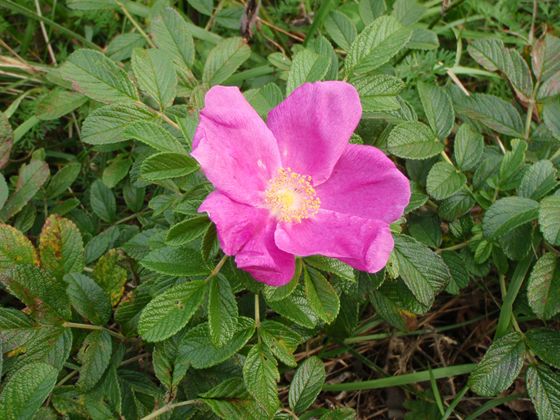 ハマナスのピンク色の花