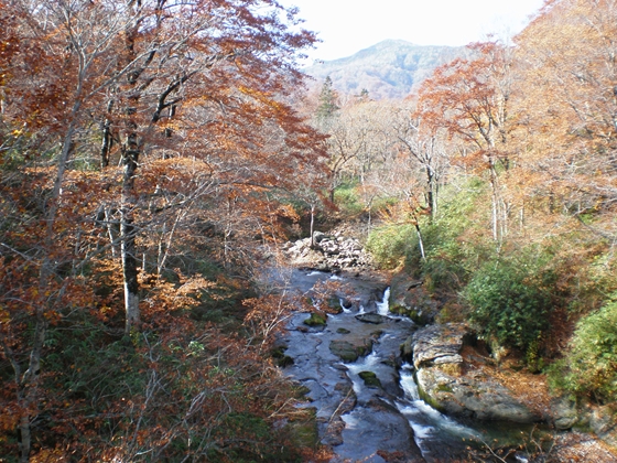 島牧狩場山山麓ブナの黄葉