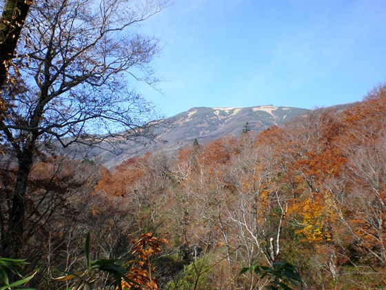 島牧狩場山山麓ブナの黄葉