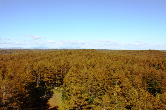 高さ24mの望楼からは360°黄金色のカラマツ林が望めます。