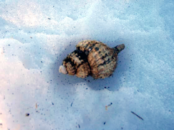 雪の上に落ちていた貝殻