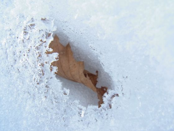 雪の中の穴