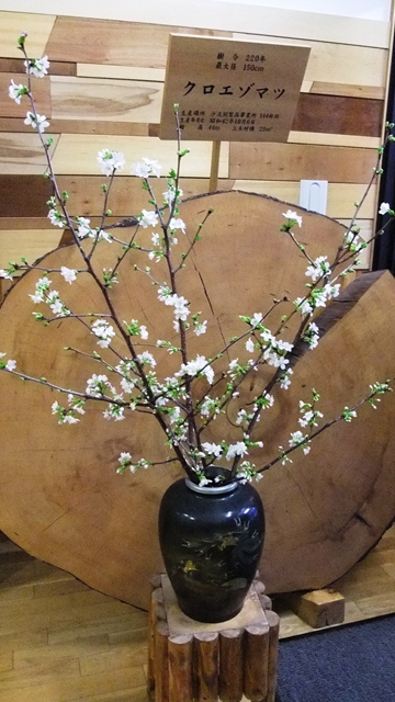 玄関ホールに開花した桜