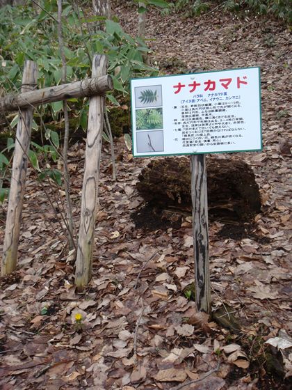 ナナカマドの根本に福寿草