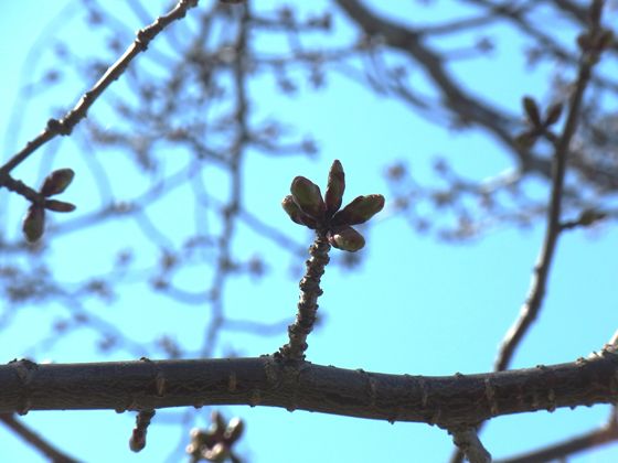 近づいてみると、芽が膨らみ初めています