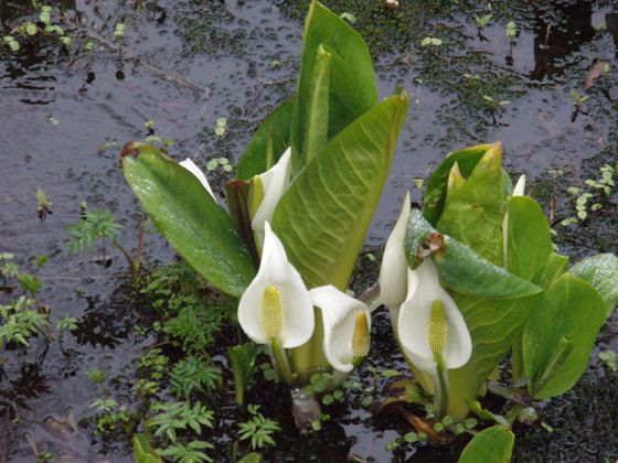 水芭蕉