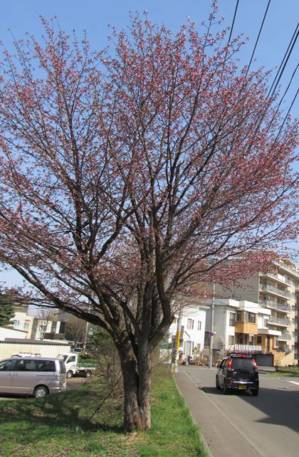 庁舎前の桜ですが、4月30日に開花しました