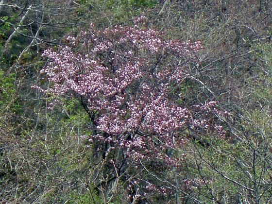奥尻島の桜
