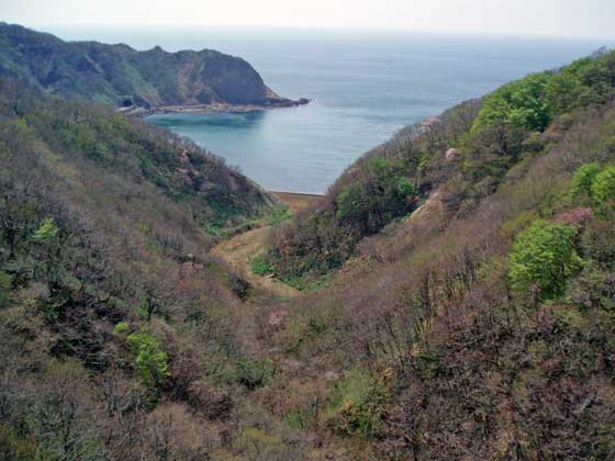 橋の上から撮影した桜の木が何本か入った風景