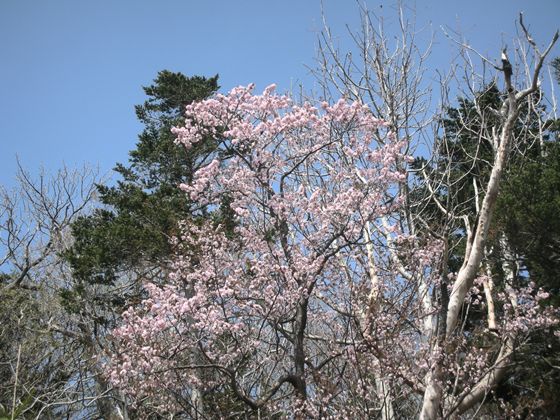 知床峠に向かう途中の桜