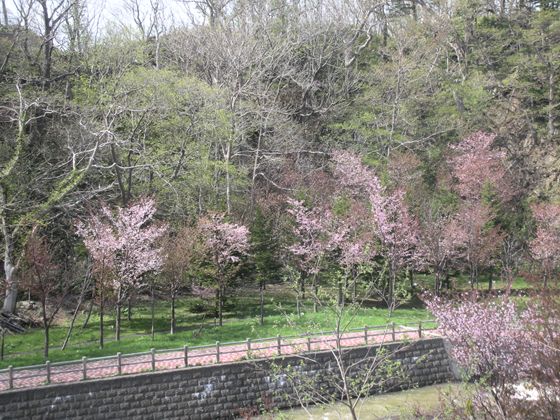 ウトロ町内河川敷の桜