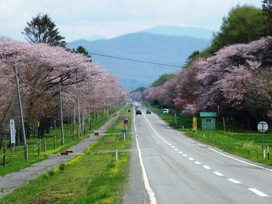 二十間道路桜並木