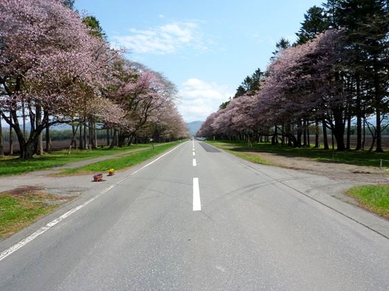 二十間道路桜並木