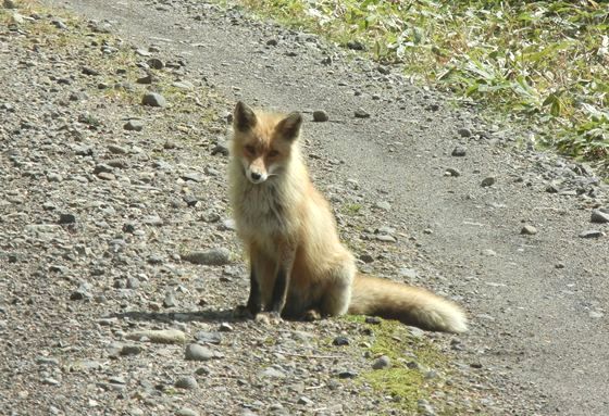 キタキツネも林道上でひなたぼっこ