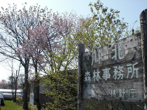 川北森林事務所がある標津町でも桜が開花しました