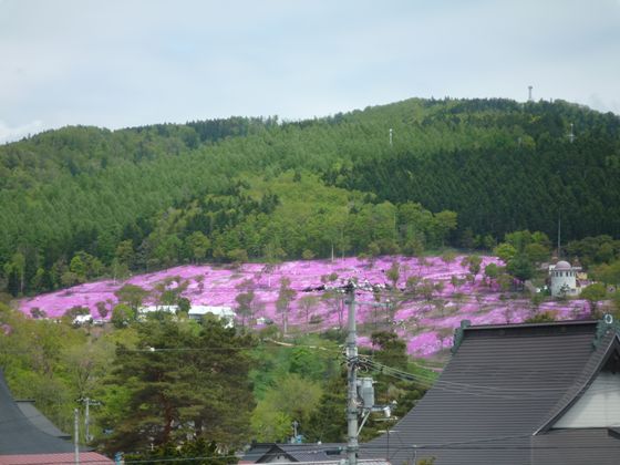 滝上町芝ざくら