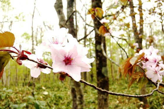 そのためか林内の開花は更に遅く、2～3日前に巡視した時には満開でした