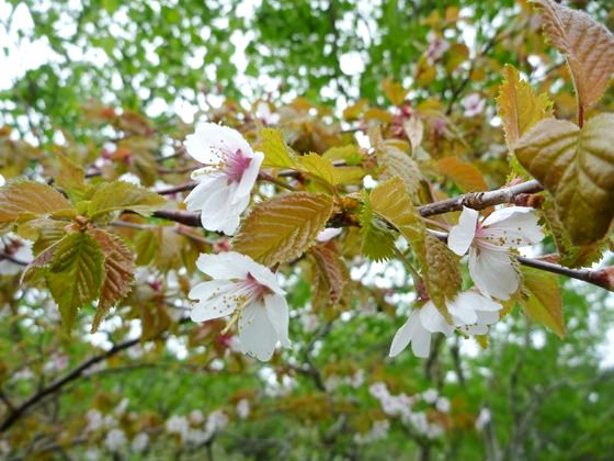 羅臼湖線歩道の桜