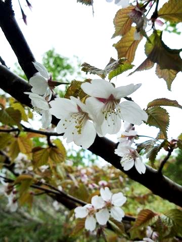 羅臼湖線歩道の桜