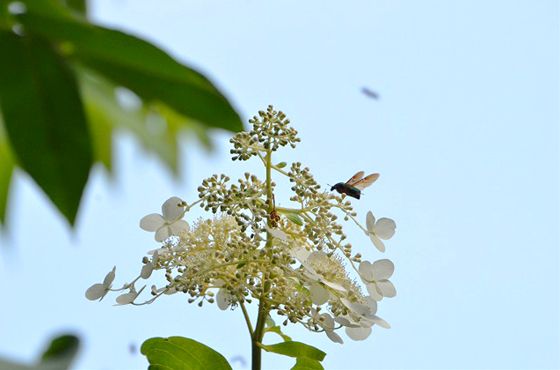 麓ではノリウツギが咲きはじめていました